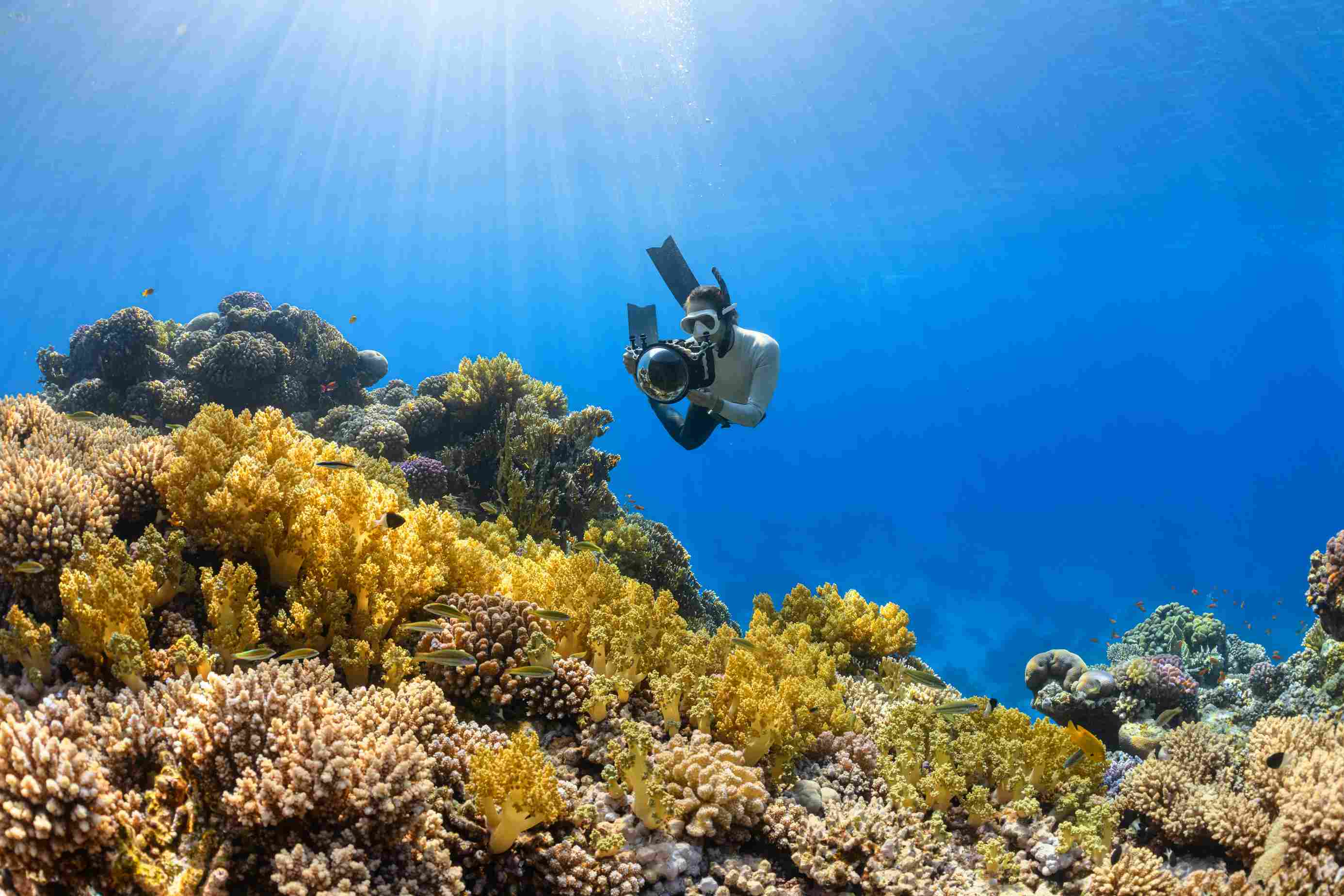 Diver descending along Red Sea wall